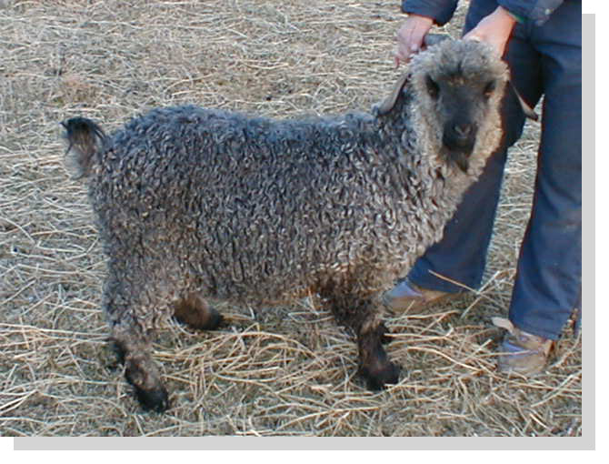 Java, a naturally colored Angora Goat