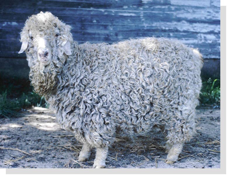 Miranda - White Angora Goat