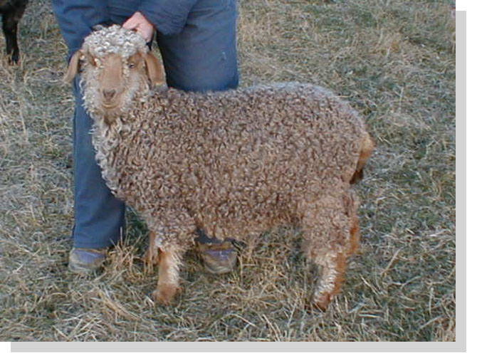 Mocha - Naturally Colored Angora Goat