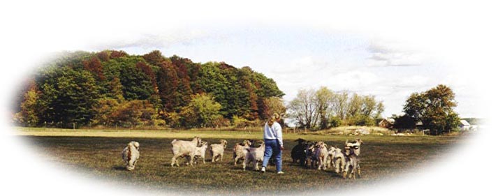 A Walk Through Goat Hill Farm